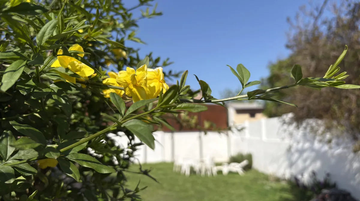Jazmín en flor sobre el jardín